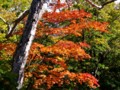 [小樽の風景]小樽公園にて2011年10月20日撮影