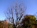 [小樽の風景]小樽公園にて2011年10月20日撮影