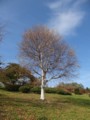 [小樽の風景]小樽手宮緑化公園にて2011年10月28日撮影