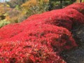 [小樽の風景]小樽手宮緑化公園にて2011年10月28日撮影