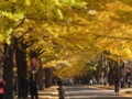 [北大の風景]札幌構内にて2011年11月4日撮影