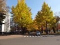 [北大の風景]札幌構内にて2011年11月4日撮影