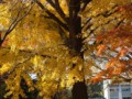 [北大の風景]札幌構内にて2011年11月4日撮影