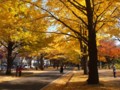 [北大の風景]札幌構内にて2011年11月4日撮影