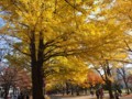 [北大の風景]札幌構内にて2011年11月4日撮影