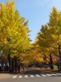 [北大の風景]札幌構内にて2011年11月4日撮影