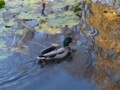 [北大の風景]札幌構内にて2011年11月4日撮影