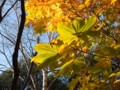 [小樽の風景]長橋なえぼ公園にて2011年11月10日撮影