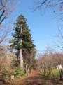 [小樽の風景]長橋なえぼ公園にて2011年11月10日撮影