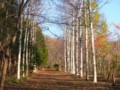 [小樽の風景]長橋なえぼ公園にて2011年11月10日撮影