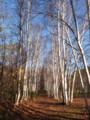 [小樽の風景]長橋なえぼ公園にて2011年11月10日撮影