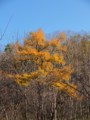 [小樽の風景]長橋なえぼ公園にて2011年11月10日撮影