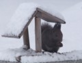 [小樽の風景]庭にて2012年3月15日撮影