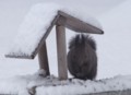 [小樽の風景]庭にて2012年3月15日撮影