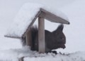 [小樽の風景]庭にて2012年3月15日撮影