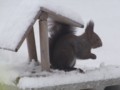 [小樽の風景]庭にて2012年3月15日撮影