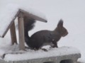 [小樽の風景]庭にて2012年3月15日撮影