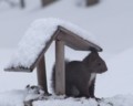 [小樽の風景]庭にて2012年3月15日撮影