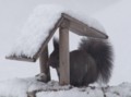 [小樽の風景]庭にて2012年3月15日撮影