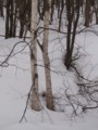 [小樽の風景]裏山にて2012年3月18日撮影