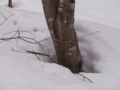 [小樽の風景]裏山にて2012年3月18日撮影