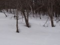 [小樽の風景]裏山にて2012年3月18日撮影