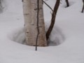 [小樽の風景]裏山にて2012年3月18日撮影