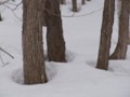 [小樽の風景]裏山にて2012年3月18日撮影