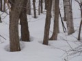 [小樽の風景]裏山にて2012年3月18日撮影