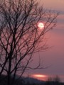 [小樽の風景]庭にて2012年4月10日撮影