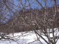 [小樽の風景]裏山にて2012年4月12日撮影