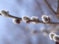 [小樽の風景]裏山にて2012年4月12日撮影