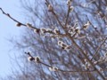 [小樽の風景]裏山にて2012年4月12日撮影