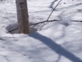 [小樽の風景]裏山にて2012年4月12日撮影