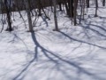 [小樽の風景]裏山にて2012年4月12日撮影