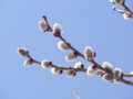 [小樽の風景]裏山にて2012年4月12日撮影