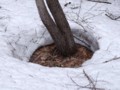 [小樽の風景]裏山にて2012年4月13日撮影