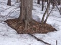 [小樽の風景]裏山にて2012年4月13日撮影