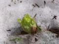 [小樽の風景]庭にて2012年4月13日撮影