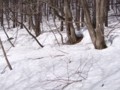 [小樽の風景]裏山にて2012年4月13日撮影