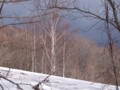 [小樽の風景]裏山にて2012年4月13日撮影