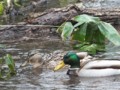 [小樽の風景]なえぼ公園にて2012年4月19日撮影