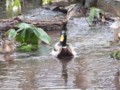 [小樽の風景]なえぼ公園にて2012年4月19日撮影