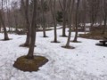 [小樽の風景]なえぼ公園にて2012年4月19日撮影