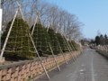 [小樽の風景]手宮緑化植物園2012年4月21日撮影