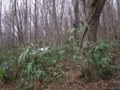 [小樽の風景]裏山にて2012年4月27日撮影