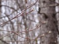 [小樽の風景]裏山にて2012年4月27日撮影