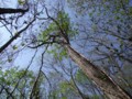 [小樽の風景]裏山にて2012年5月8日撮影