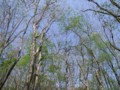 [小樽の風景]裏山にて2012年5月8日撮影