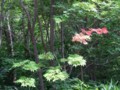 [小樽の風景]なえぼ公園にて2012年7月1日撮影